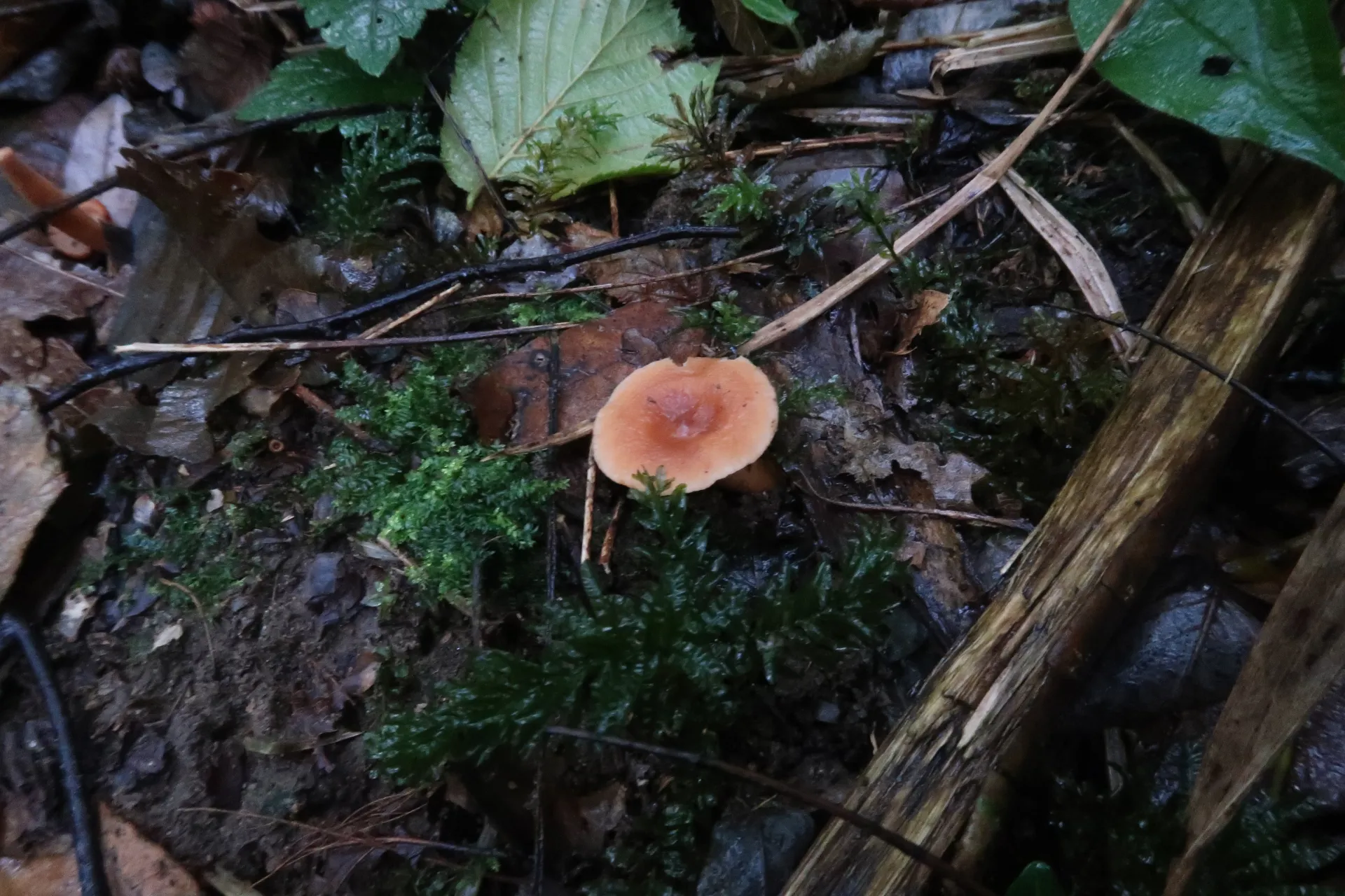 Lactarius subdulcis - 1